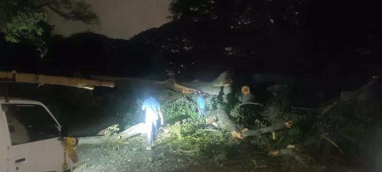 Woman, 23, dies after tree falls on scooter in Bengaluru, 2 others hurt