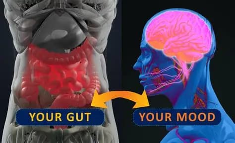 Is the cause of human mental stress… their gut?