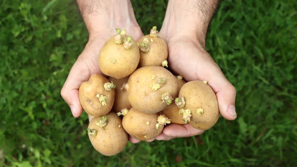 Eating Sprouted Potatoes is Dangerous - Doctors' Warning