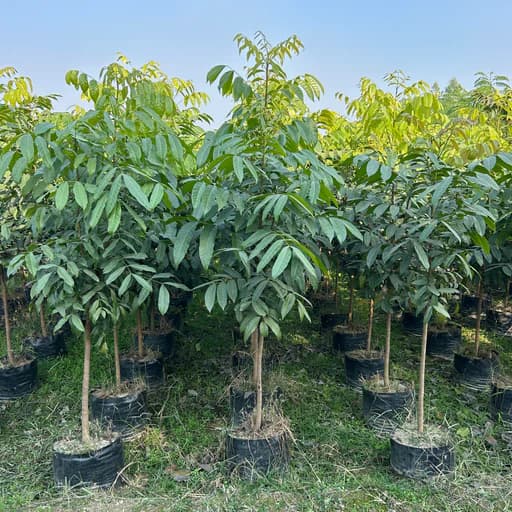 Mahogany Cultivation: A Profitable Tree Farming Model for Farmers