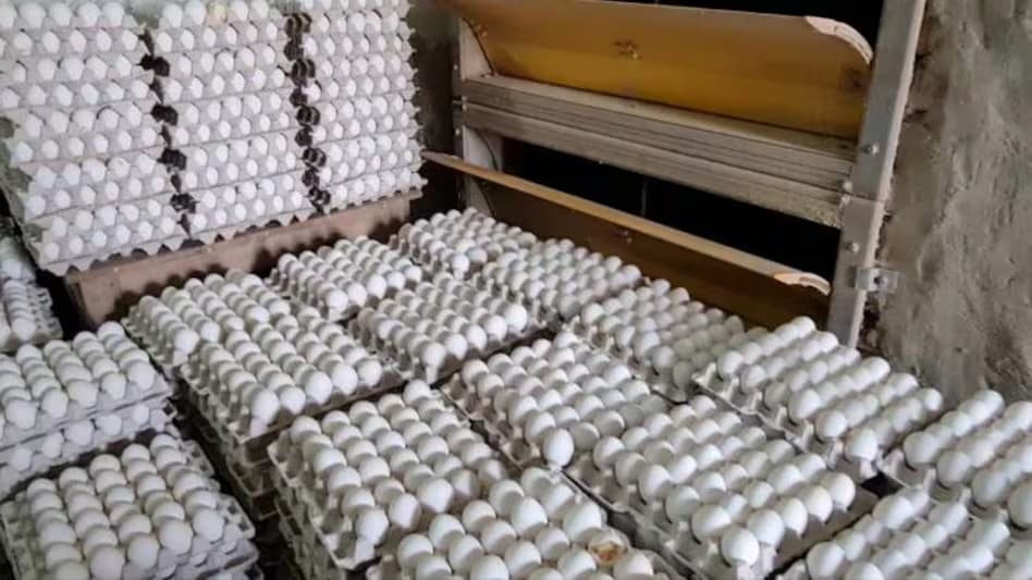 Record-Breaking Egg Rates Shake the Market