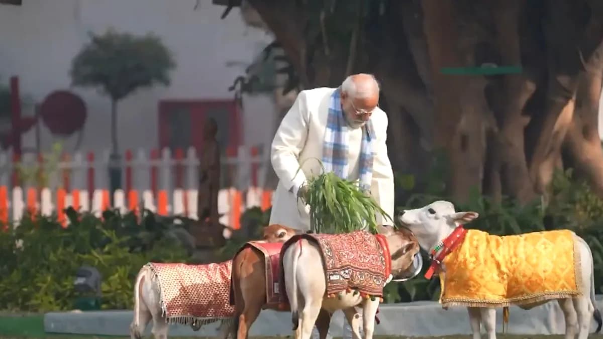 Prime Minister Narendra Modi participates in cow service