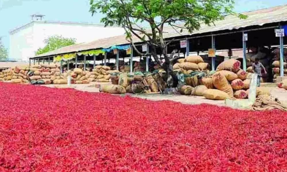 Warangal Chilli Prices Soar: Desi Variety Fetches Over ₹40,000 per Quintal