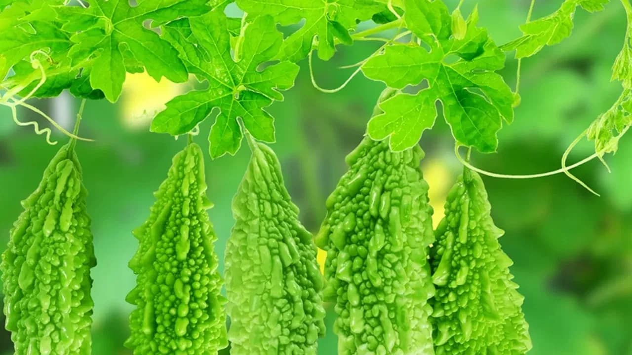 Doctors Recommend: Benefits of Bitter Gourd Leaves for Liver Health