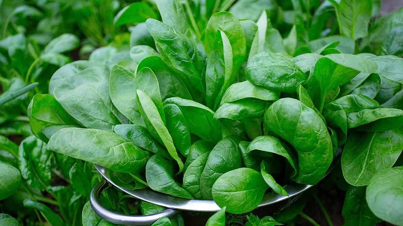 Doctors Recommend Eating Spinach to Protect the Body During Summer