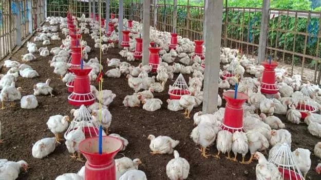 Panic in Nagarkurnool as 10,000 Chickens Die in a Single Day