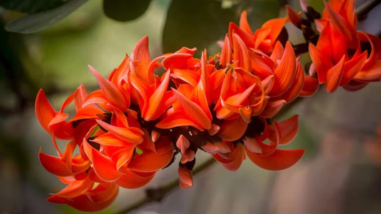 Flame of the Forest Flowers as a Natural Remedy: Health Benefits Recommended by Doctors