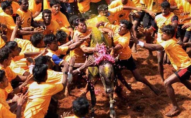 Tamil Nadu Madurai Jallikattu Festival: Over 50 Injured Medical Aid Required